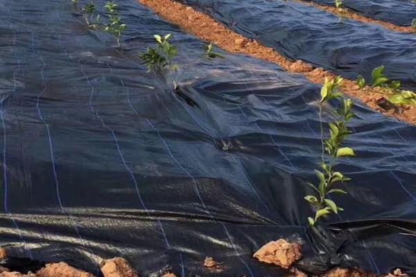 打孔防草布使用注意事項(xiàng) 第2張