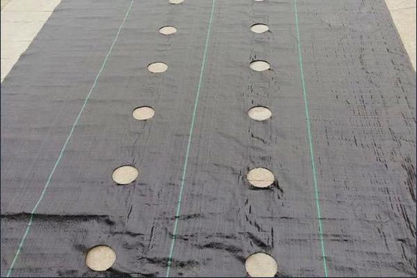 打孔防草布使用注意事項(xiàng) 第3張